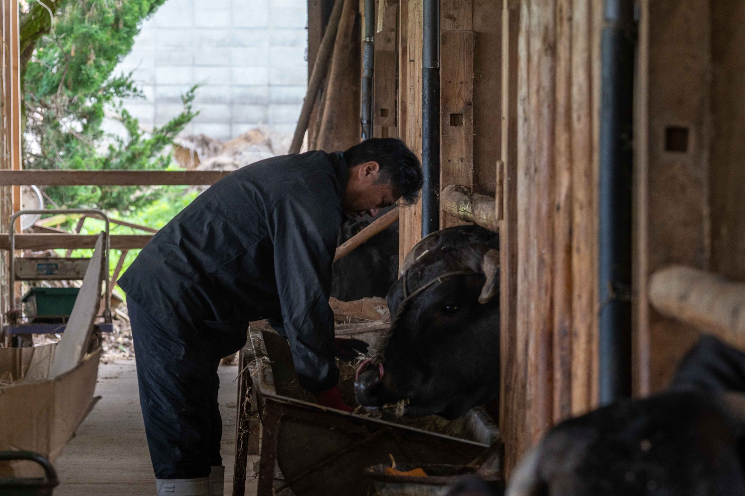 牧場の但馬牛
